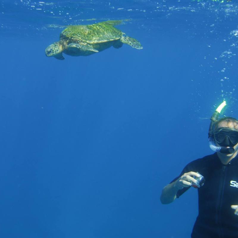 man snorkeling underwater with sea turtle