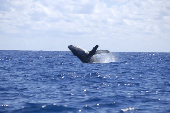 Humpback Whale breaching