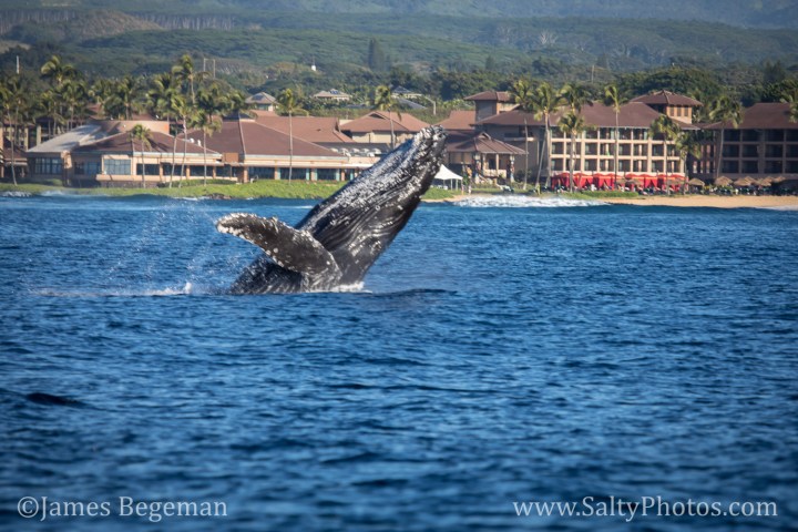 humpback whale breaching the water