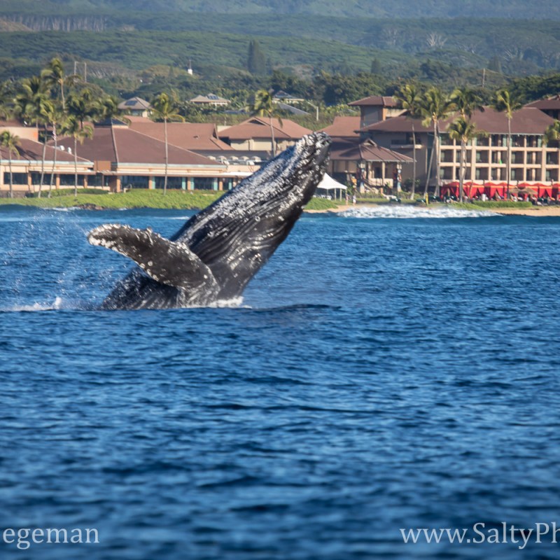 humpback whale breaching the water
