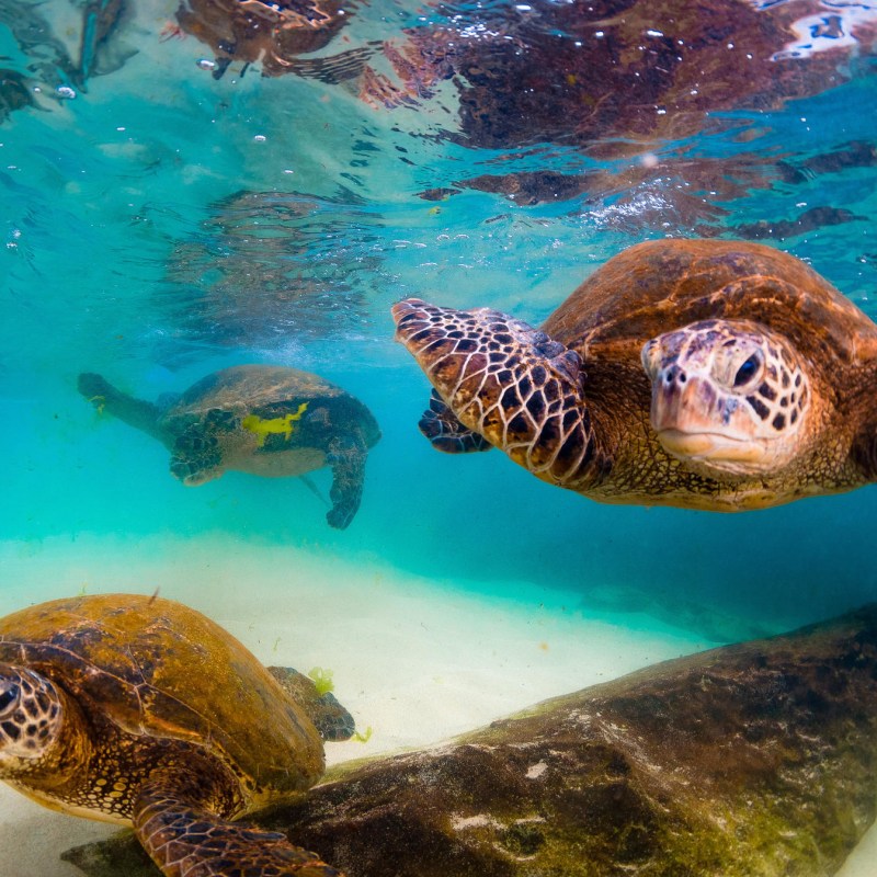 sea turtles swimming under water