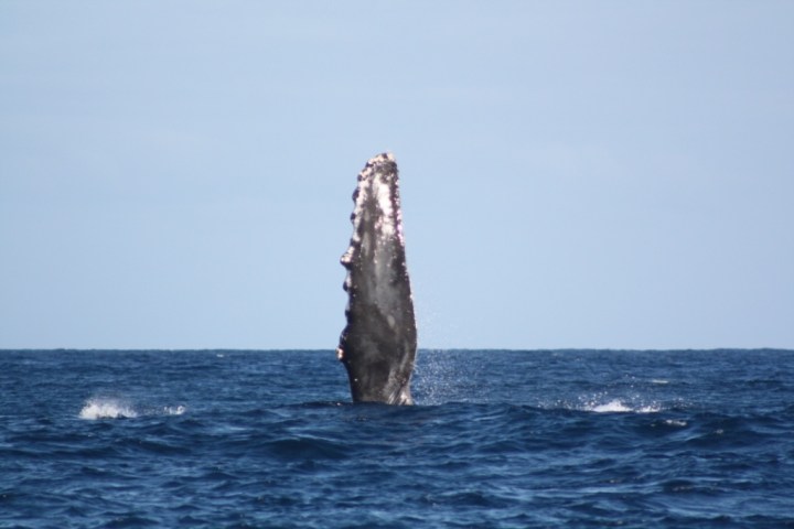 a whale jumping out of the water